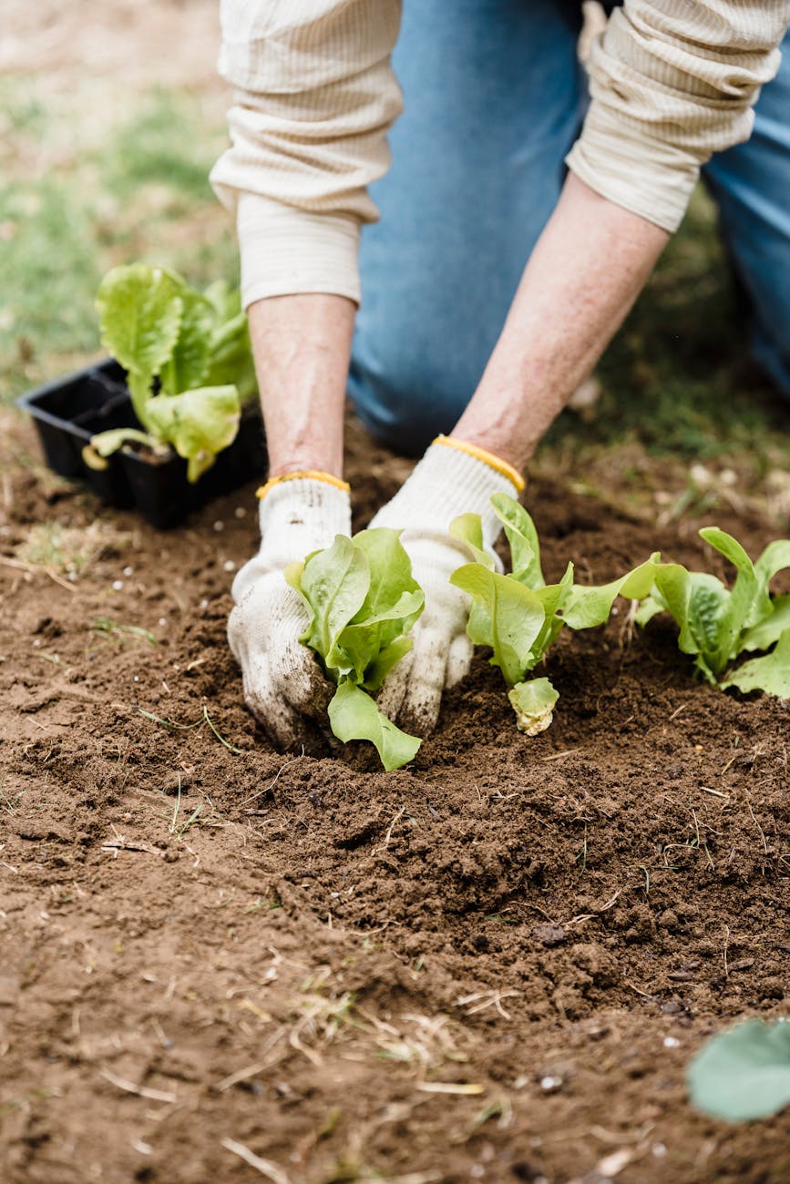Vegetable Garden